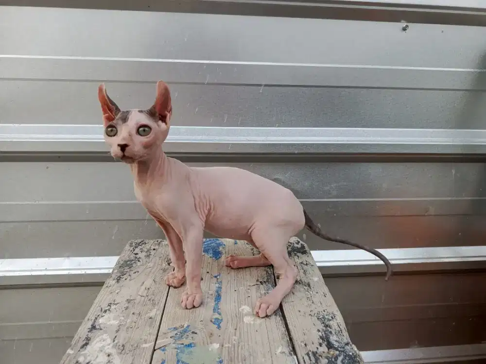 Sphynx levkoy  jantan