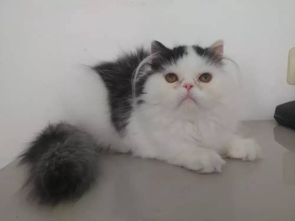Kucing persia betina