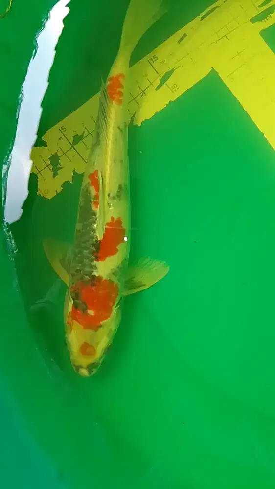 Ikan koi jenis Kin Showa 35cm bagus