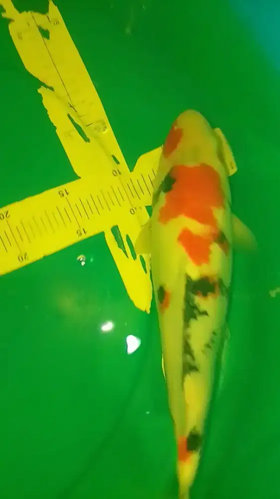 Ikan koi jenis Kindai Showa 37cm