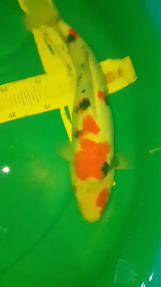 ikan koi jenis Kindai Showa 37cm