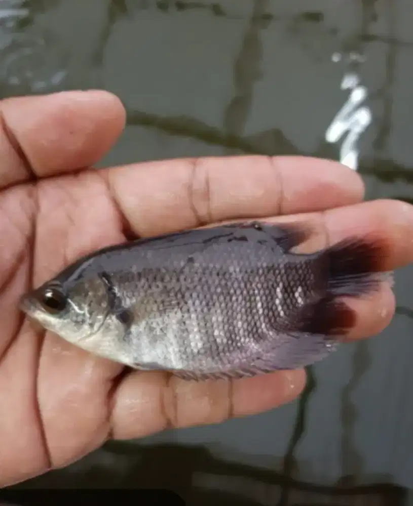 Bibit Gurame atau kalui ukr  2 jari