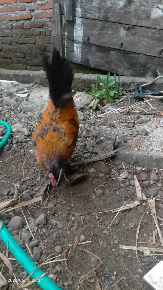 Ayam kate lokal berjambul