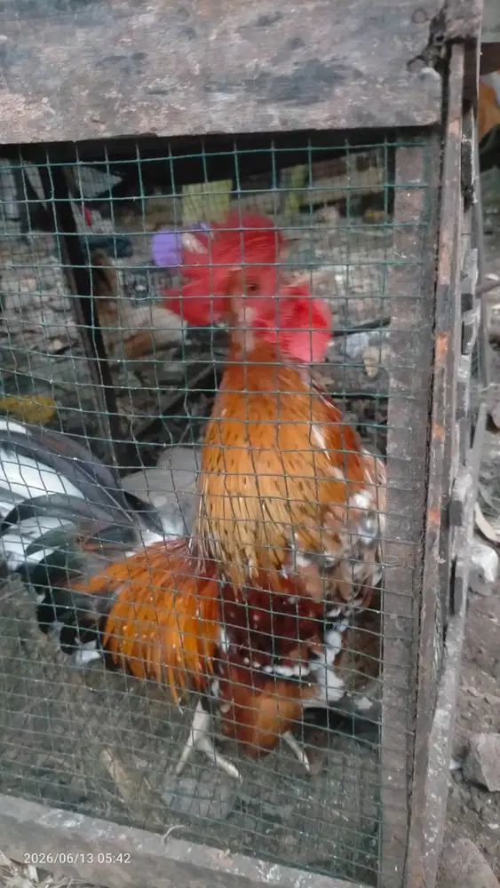 Ayam kate dewasa