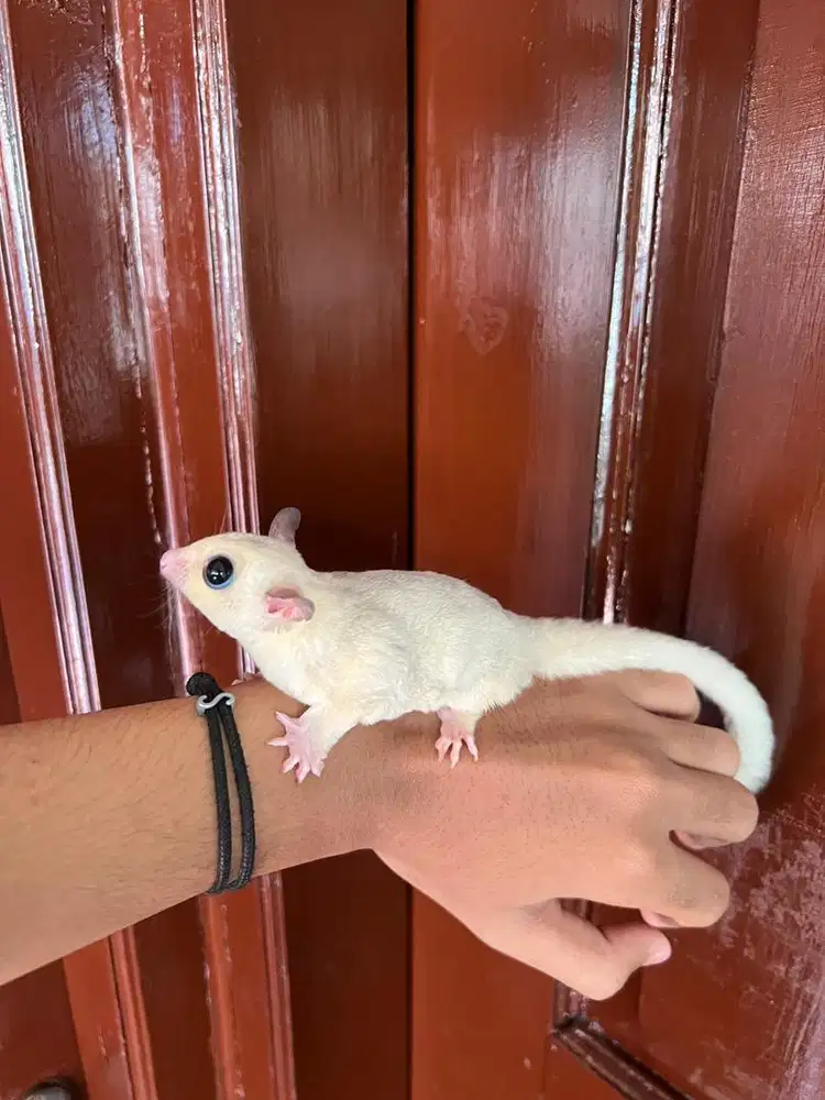 Sugat glider mozaik