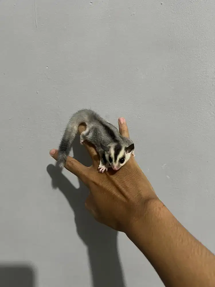 sugar glider wf