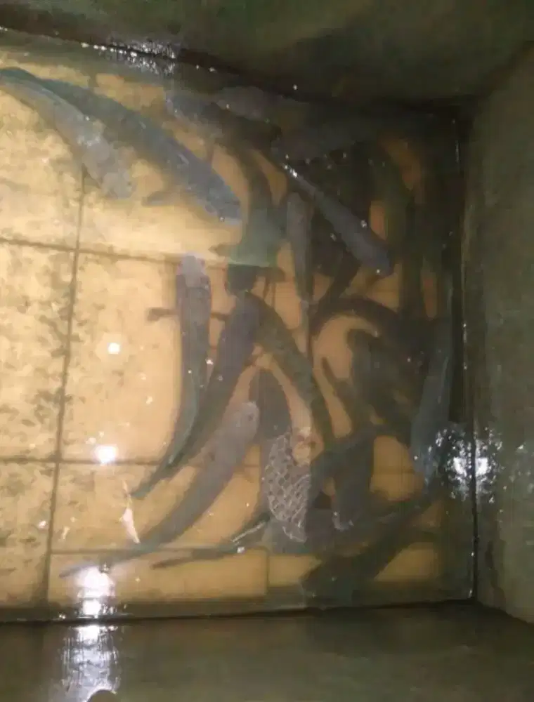 Jual ikan segar (gabus)