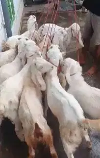 10 ekor bakalan kambing etawa 4 bulanan jantan TB 60cm siap digemukin