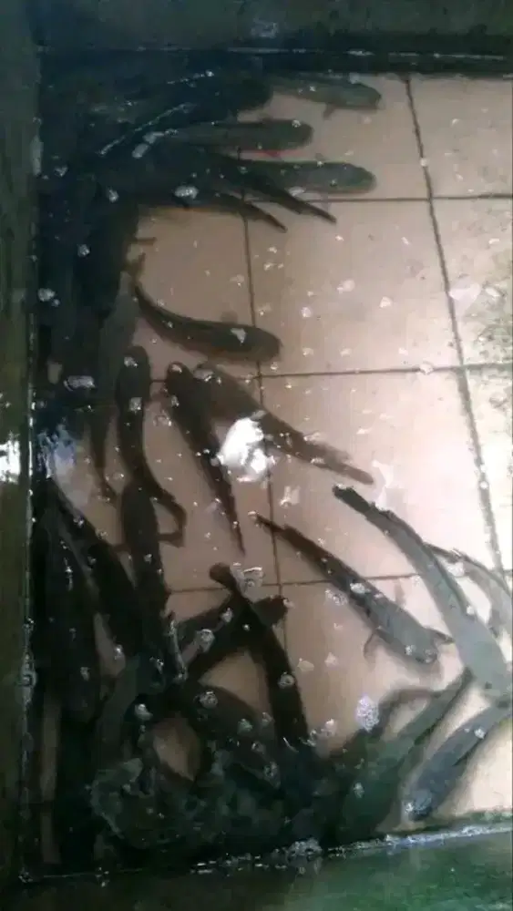 Ikan gabus fresh food