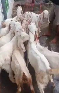 10 ekor bibit kambing etawa senduro 4 bulanan TB 60cm siap penggemukan