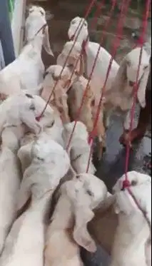 10 ekor bibit kambing etawa senduro 4 bulanan TB 60cm siap penggemukan
