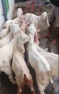 10 ekor bakalan kambing etawa jantan 4 bulanan TB 60cm siap digemukin