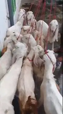 10 ekor bakalan kambing etawa senduro 4 bulanan TB 60cm siap digemukin
