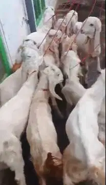 10 ekor bakalan kambing etawa senduro 4 bulanan TB 60cm siap digemukin