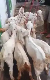 paketan 10 ekor bibit kambing etawa jantan 4 bln TB 60cmUP siap ternak
