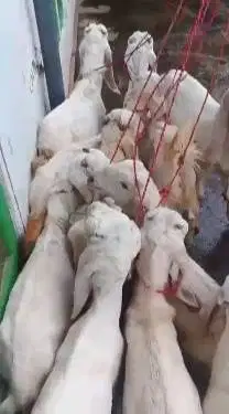 paket 10 ekor bibit kambing etawa senduro 4 bln TB 60cm siap ternak ok