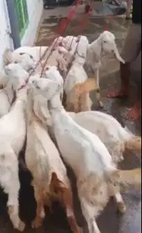 10 ekor bakalan kambing etawa senduro 4 bln TB 60cm siap penggemukan