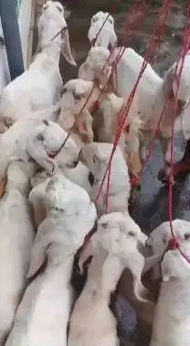 10 ekor bakalan kambing etawa senduro 4 bln TB 60cm siap penggemukan
