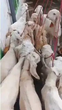 10 ekor bibit kambing etawa senduro 4 bln TB 60cmUp siap penggemukan