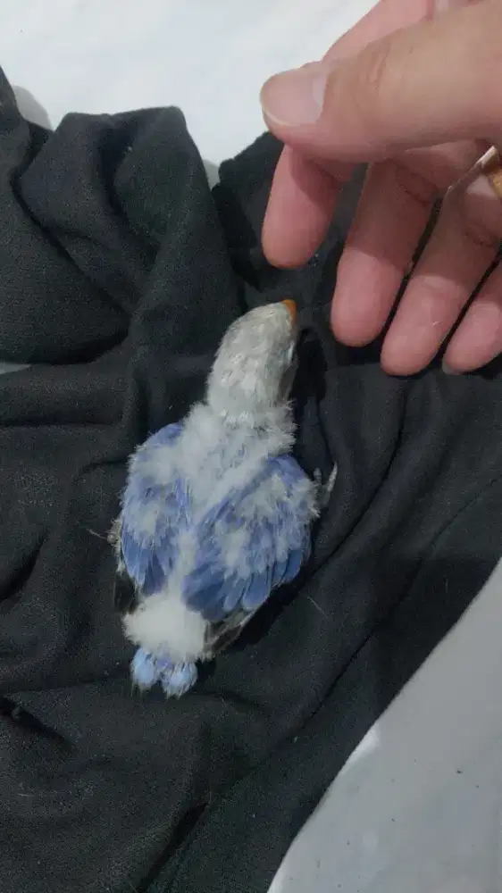 Lovebird lolohan Violet
