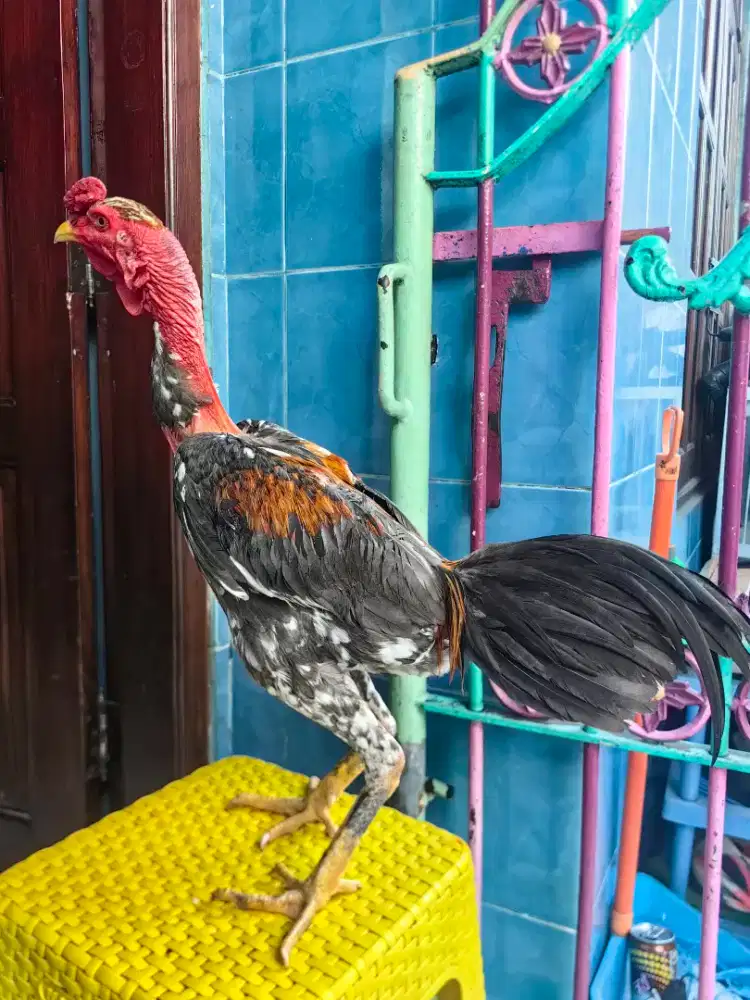 Lancuran ayam saigon