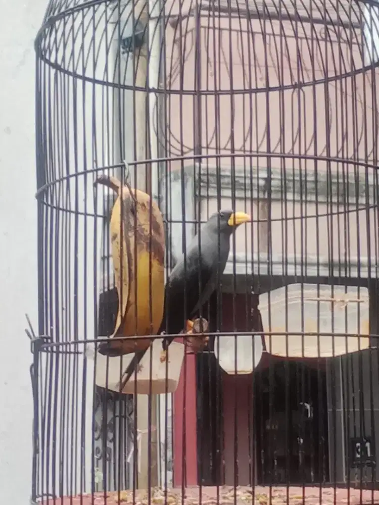 Sangkar Besi Bulat