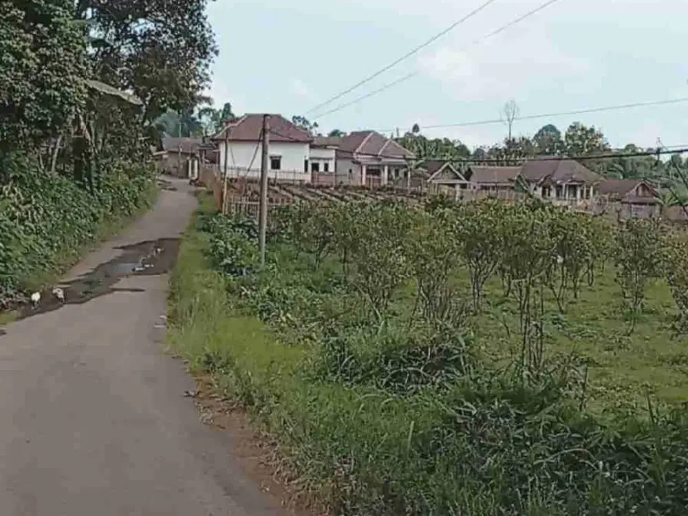 Kebun Alpukat Akses Mobil Poncokusumo Malang