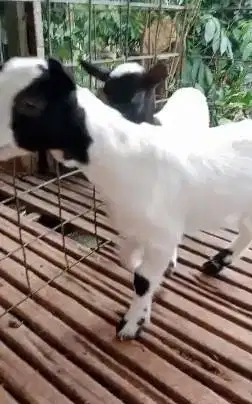 sepasang anakan kambing mini peranakan pygmi F1 4 bln TB 30cm exotik