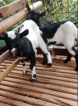 sepasang anakan kambing mini peranakan pygmi F1 4 bln TB 30cm exotik