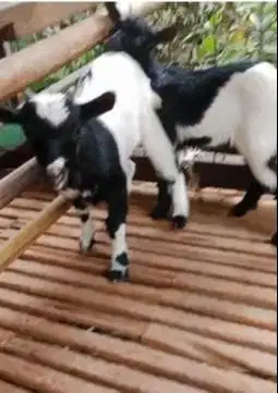 sepasang anakan kambing mini peranakan pygmi F1 4 bln TB 30cm exotik