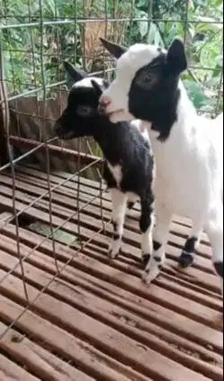 sepasang anakan kambing mini peranakan pygmi F1 4 bln TB 30cm exotik