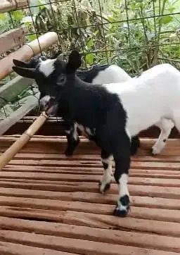 sepasang anakan kambing mini peranakan pygmi F1 4 bln TB 30cm exotik