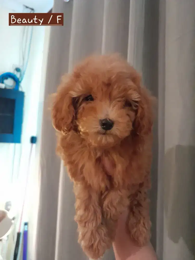Open Adopt Miniature Poodle Puppies