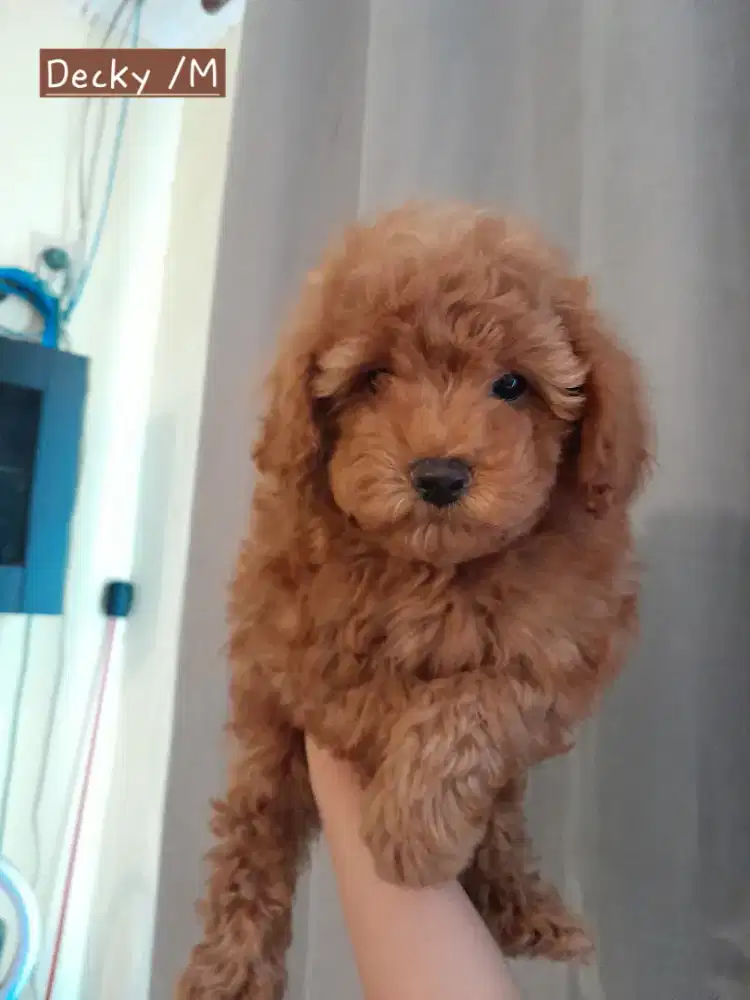 Open Adopt Miniature Poodle Puppies