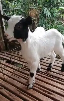 sepasang anakan kambing mini peranakan pygmi 4 bln TB 30cm exotik unik