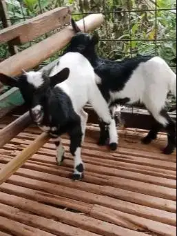 sepasang anakan kambing mini peranakan pygmi 4 bln TB 30cm exotik unik