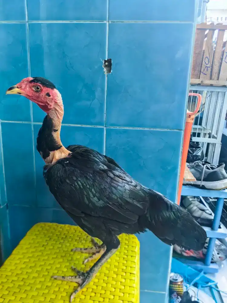 Babon ayam saigon
