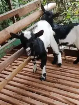 sepasang anakan kambing mini peranakan pygmi F1 4 bln TB 30cm exotik