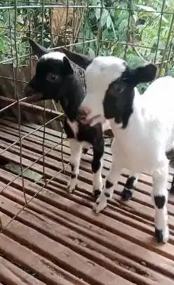 sepasang anakan kambing mini peranakan pygmi F1 4 bln TB 30cm exotik