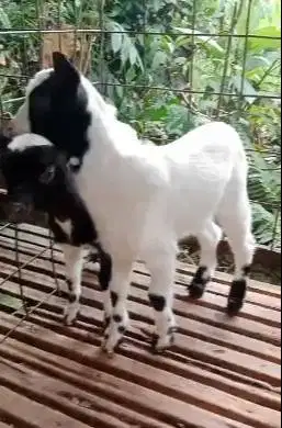 sepasang anakan kambing mini peranakan pygmi 4 bln TB 30cm F1 exotik