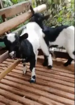 sepasang anakan kambing mini peranakan pygmi 4 bln TB 30cm F1 exotik