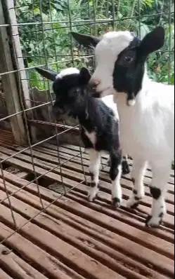 sepasang anakan kambing mini peranakan pygmi f1 4 bln TB 30cm exotik