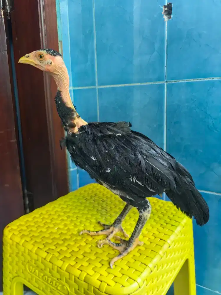 Anakan ayam saigon betina