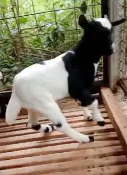 sepasang anakan kambing mini peranakan pygmi F1 4 bln TB 30cm exotik