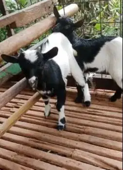 sepasang anakan kambing mini peranakan pygmi F1 4 bln TB 30cm exotik