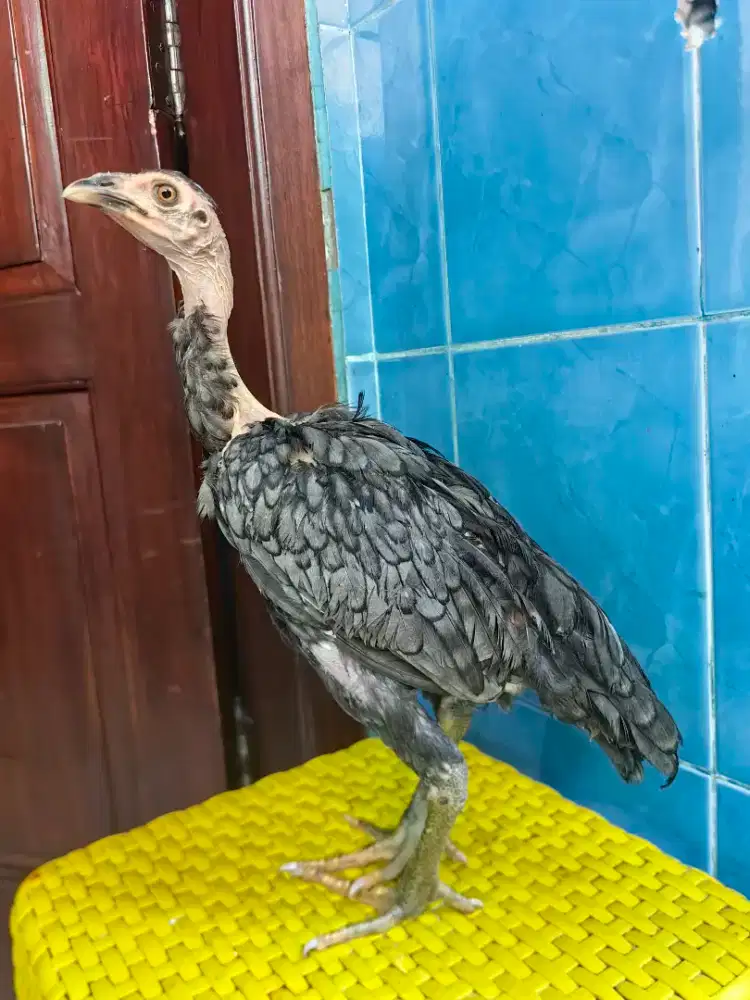 Anakan ayam saigon betina