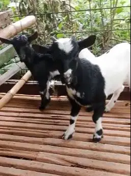 sepasang anakan kambing mini peranakan pygmi 4 bln TB 30cm exotik unik
