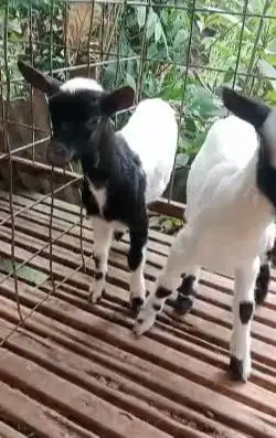 sepasang anakan kambing mini peranakan pygmi 4 bln TB 30cm exotik unik