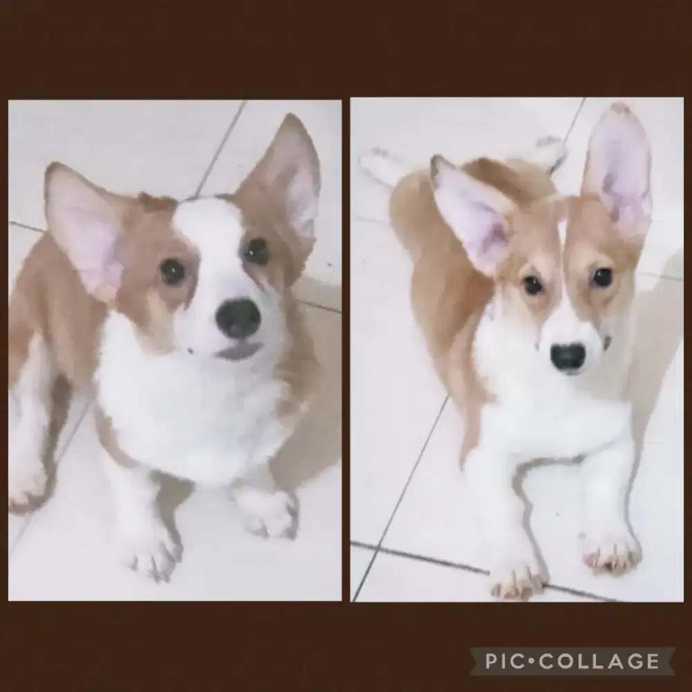 Jual Corgi Betina