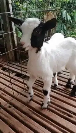 sepasang anakan kambing mini peranakan pygmi F1 4 bln TB 30cm exotik